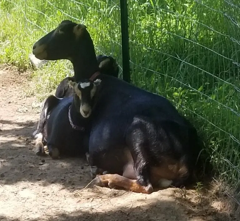 Testing Your Goat Herd for Diseases