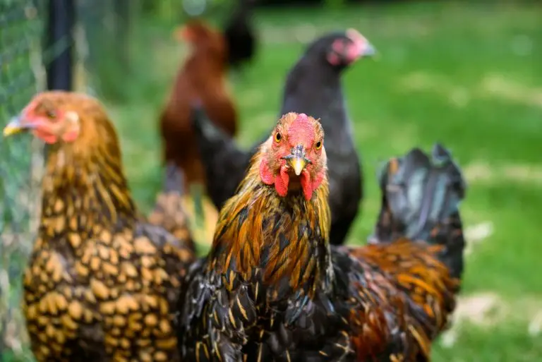 Essential Steps for Starting Your Homestead